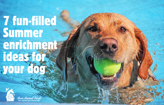 Summer Enrichment Ideas for your Dog