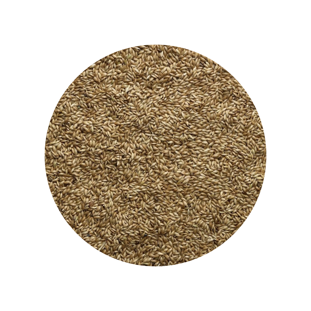 Bucktons Plain Canary Seed