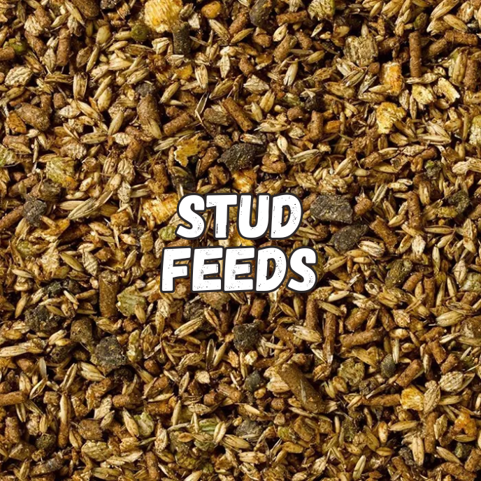 Stud Feeds
