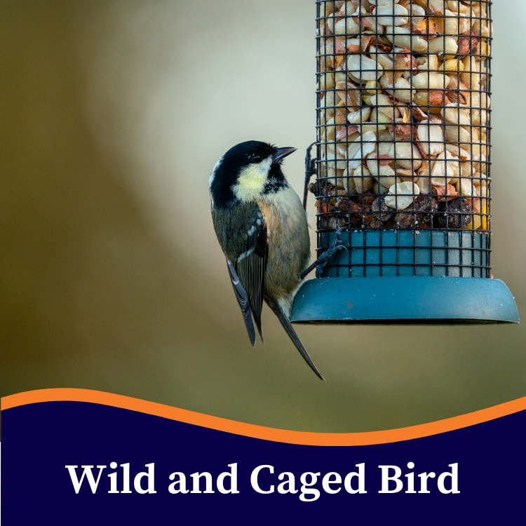 Wild and Caged Bird