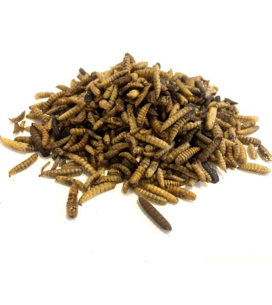 Calci Worms