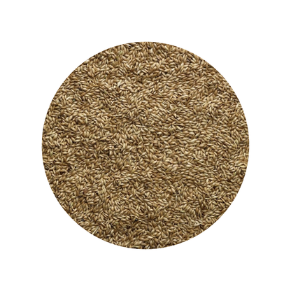 Bucktons Plain Canary Seed