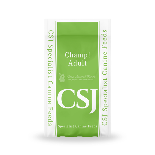 CSJ Champ adult