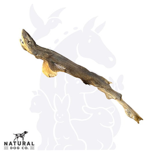 Whole Dogfish Shark
