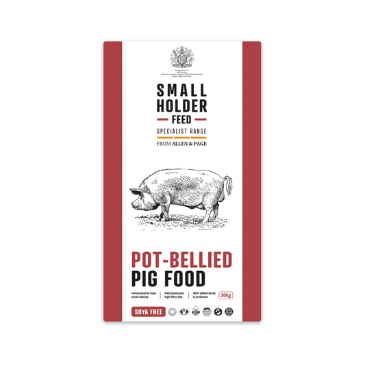 Small Holder Feeds Pot-Bellied Pig Feed