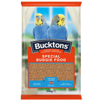 Bucktons Special Budgie